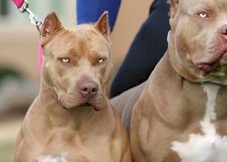 Donos de cachorros da raça pitbull  são condenados por ataque a cadela que foi a óbito