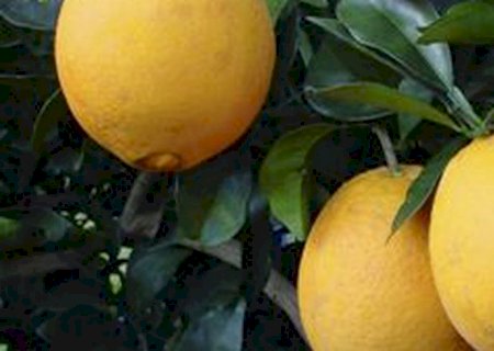 Exposição aproximará startups agrícolas de investidores privados