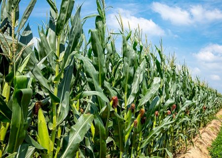 Segunda safra do milho 2021/2022 pode chegar a 80 sacas por hectare