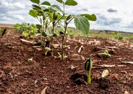 Vazio sanitário da soja segue até 16 de setembro em todo o Mato Grosso do Sul