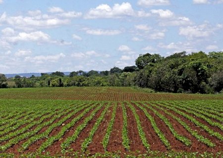 Plantio da soja em Mato Grosso do Sul segue proibido até o dia 15 de setembro