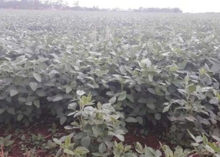 Mato Grosso do Sul já plantou 3,8 milhões de hectares de soja para safra 2022/2023