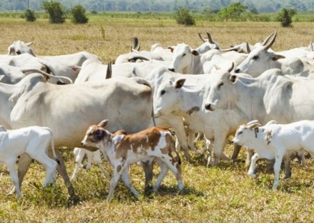 Estelionatário se passa por produtor rural e aplica golpe de R$ 127 mil em compra de gado em MS