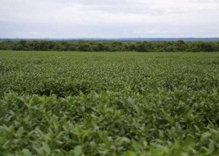 IBGE: 32% dos solos do país têm potencial natural para a agricultura