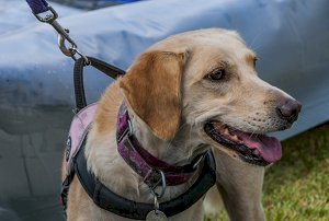 Companhia aérea deve indenizar passageiro impedido de viajar com cão-guia