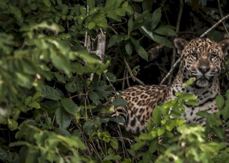 Amazônia: estudo mostra que onças estão em áreas ameaçadas pelo homem
