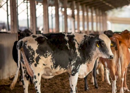 Vendas de carne bovina à China são suspensas após caso de vaca louca