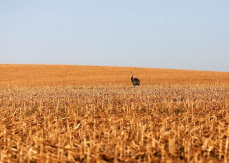 Agronegócio no Brasil dá salto em 20 anos e hoje equivale ao PIB da Argentina