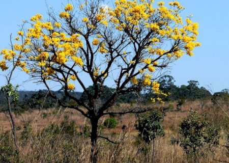 Cerca de 80% do desmatamento no Cerrado de MT foi feito ilegalmente