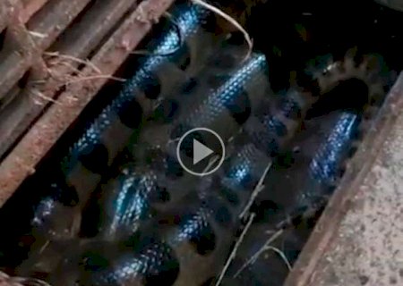 Sucuri gigante é encontrada enrolada dentro de um bueiro