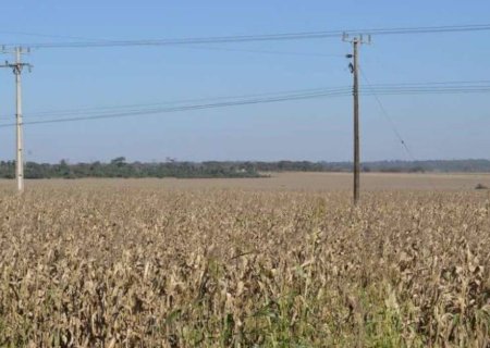 MS tem 93% das lavouras de milho boas, mas plantou 40% fora da janela ideal
