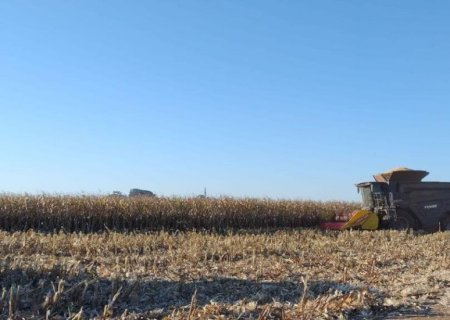 Colheita do milho segunda safra alcançou 51.150 hectares na última semana de maio no MS