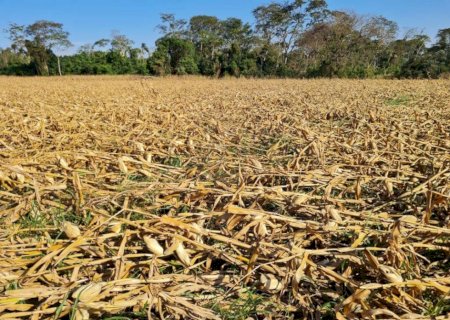 Cerca de 6,7 mil hectares de milho na Grande Dourados foram afetados pelas ventanias