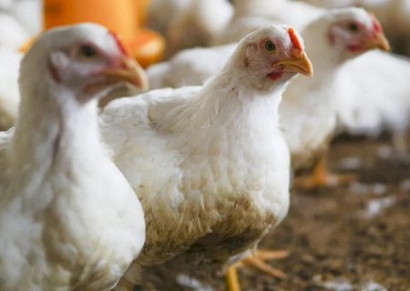 Japão suspende temporariamente, a importação de ovos, aves vivas, carne de aves e seus subprodutos de MS