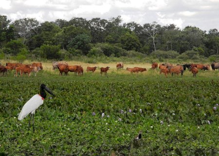 Bovinos Pantaneiros do rebanho da Embrapa ganham registro genealógico