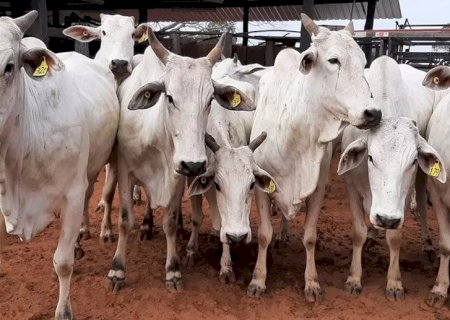 Governo estadual de Mato Grosso do Sul realiza leilão online de bovinos nelore