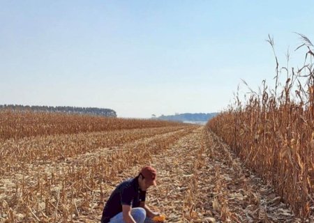 Mato Grosso do Sul supera 1,5 milhão de hectares de milho colhidos