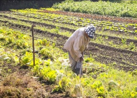 Comissão aprova seguro-desemprego para trabalhadores rurais temporários