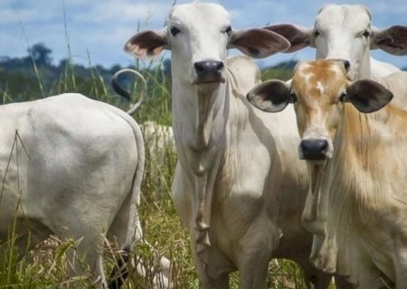 Variação no preço da carne marca o mercado do agro nesta segunda