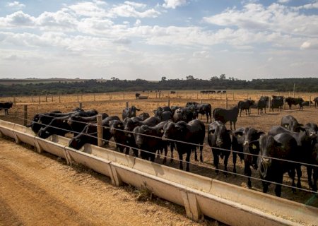 Abate de bovinos, frangos e suínos cresceu no terceiro trimestre