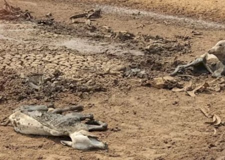 Fazendeiro é preso por deixar gado morrer atolado no rio Taquari