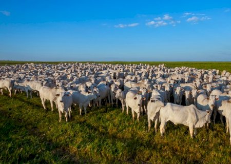 Prazo para Atualização de Rebanhos não será prorrogado