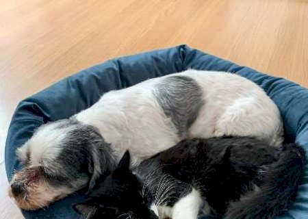 Sem guerra: paci&ecirc;ncia &eacute; a chave para adaptar pets aos novos agregados