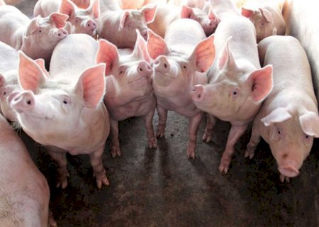 MS aprova R$ 35 milhões para investimentos na suinocultura