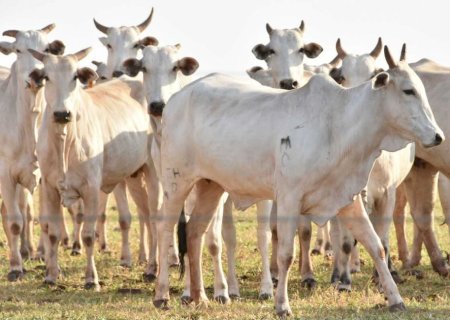 Fios soltos matam rebanhos e empresa de energia terá que pagar R$ 85 mil à fazenda