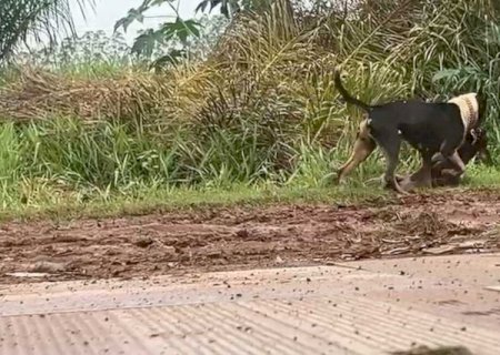 'Pitbulls à solta' fazem nova vítima e voltam a tirar a paz de moradores; vídeos