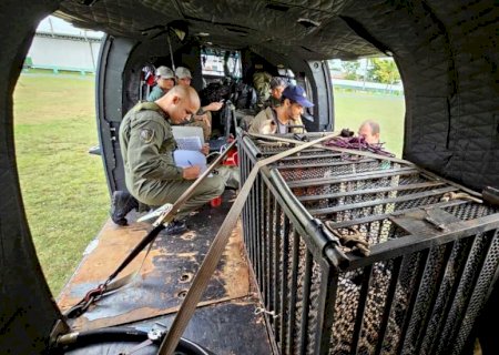 Pantanal registra remoção inédita de onça de dentro de cidade para área remota