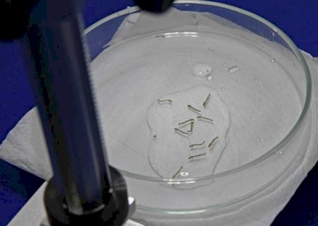 MS confirma 17ª morte por chikungunya e iguala total de 2025