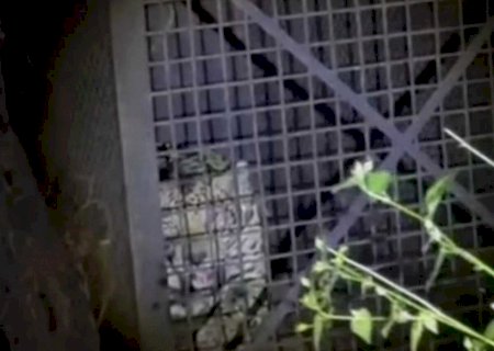 Polícia Ambiental captura onça que atacava animais domésticos em Corumbá