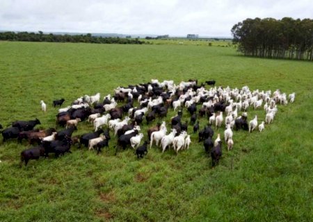 Iagro alerta para risco de hipotermia em rebanhos com frio