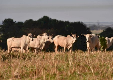 Tempo seco afeta pastos e Embrapa revela como manter gado saudável no inverno